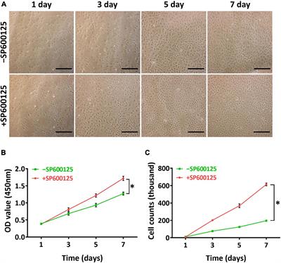 SP600125, a JNK-Specific Inhibitor, Regulates in vitro Auricular Cartilage Regeneration by Promoting Cell Proliferation and Inhibiting Extracellular Matrix Metabolism